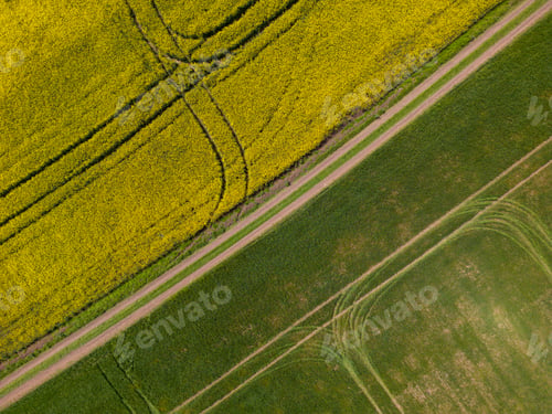 Preview: aerial view of a yellow rapeseed field and green wheat field divided by a rustic dirt road.