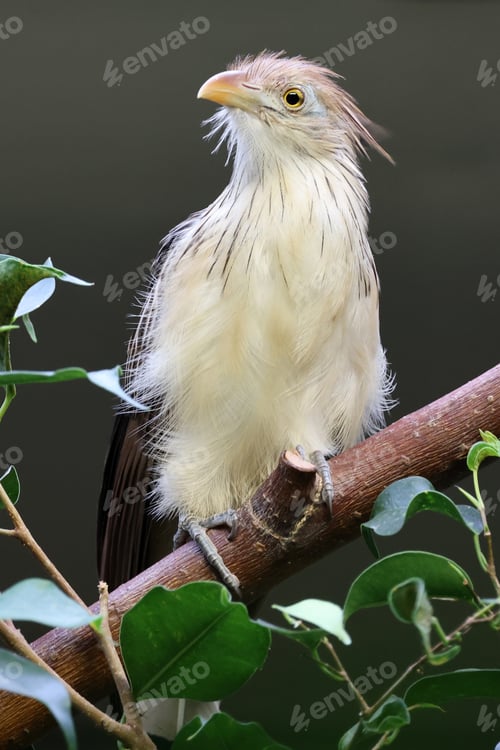 Preview: guira cuckoo (Guira guira) bird on branch