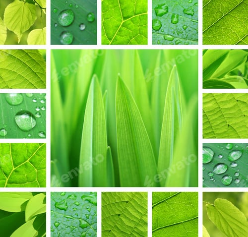 Preview: Green collage with fresh leaves