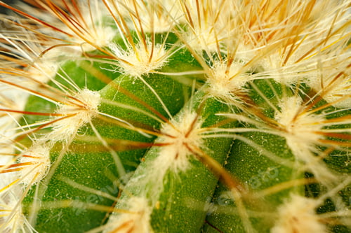 Preview: Macro photo of green cactus with spines