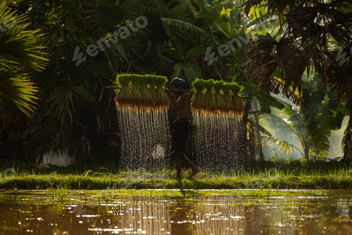 Preview: Farmers and their lifestyle of rice farming based on the seasons