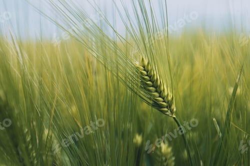 Preview: Unripe green wheat ears in cultivated plantation field