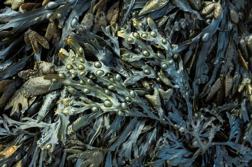 Preview: Fresh marine edible seaweed fucus as an abstract background