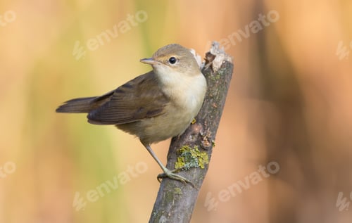 Preview: Eurasian reed warbler, Acrocephalus scirpaceus. A bird sits on a beautiful dry branch by the river.
