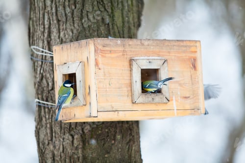 Preview: Two Beautiful Birds Visiting a Wooden Feeder