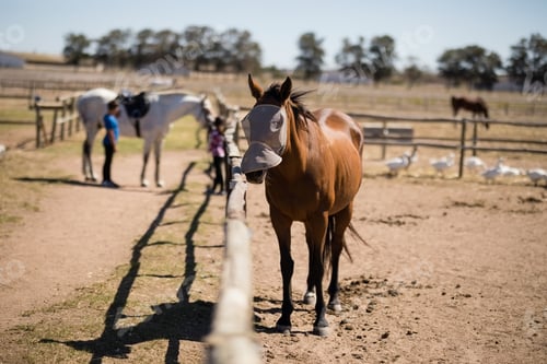 Preview: Horse standing at ranch