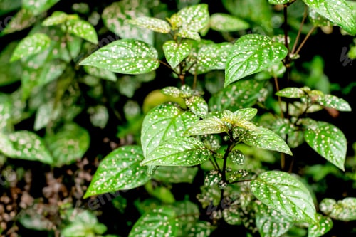 Preview: Polka dot plant Hypoestes phyllostachya - green plant with spots on leaves