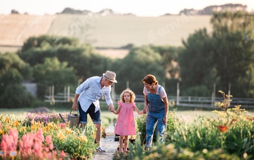 Preview: Senior grandparents and granddaughter gardening in the backyard garden