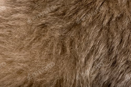 Preview: Close-up of Young Pileated Gibbon's fur, 1 year , Hylobates Pileatus