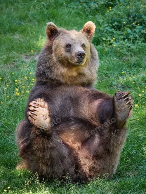 Preview: Brown bear (Ursus arctos)