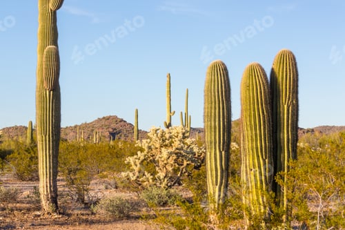 Preview: Saguaro