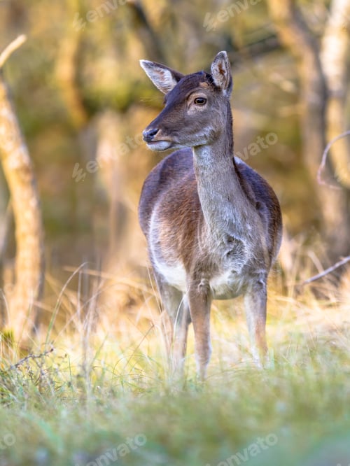 Preview: Female Fallow deer