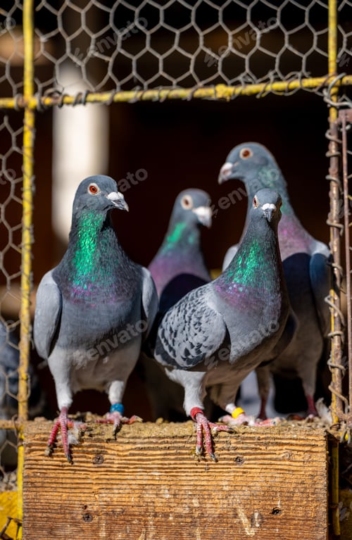 Preview: Group of pigeons perched on a wooden platform inside a cage, showcasing vibrant plumage in sunlight.