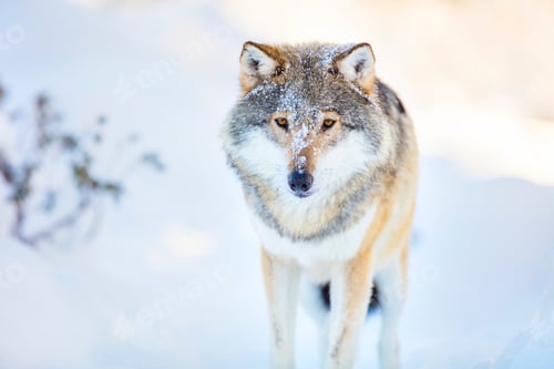 Preview: Wolf stands in beautiful and cold winter forest