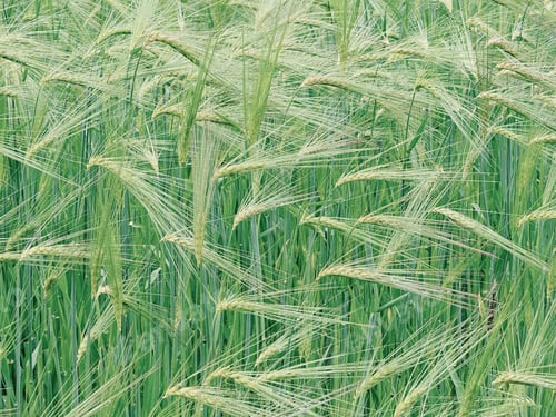 Preview: Highland barley