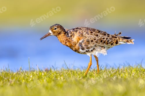 Preview: Ruff water bird feeding in grassland