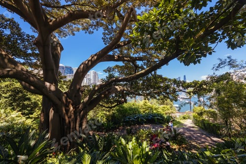 Preview: Wendy Whiteley's Secret Garden in Australia