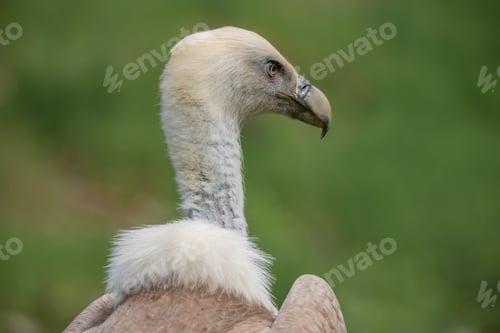 Preview: Of a vulture bird perched on the background of green foliage