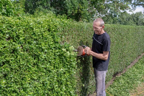 Preview: Gardener in work clothes trimming thorny holly hedge with electric hedge trimmer in backyard garden