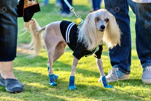 Preview: Chinese crested dog dressed in sport shoes and t shirt