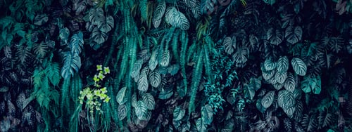 Preview: Close up group of background green leaves texture and abstract background.