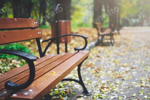 Preview: Wooden benches in the autumn park. Autumn fallen leaves on the trail.