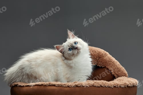 Preview: Happy kitten sit on gray fluffy pet bed. Cat comfortably nap relax at cozy home bed. Kitten pet
