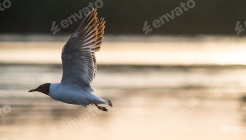 Preview: seagull on a lake at sunset