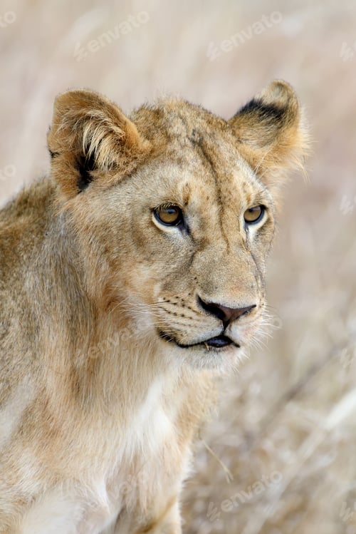 Preview: African lion in the Park South Africa