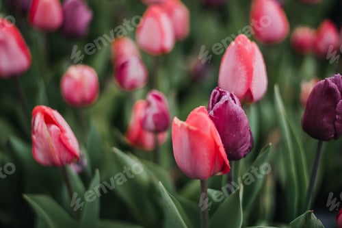 Preview: Bright colorful tulips in a garden