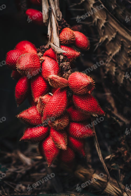 Preview: Pile of Salak (Salacca zalacca) also known as Snake Fruit