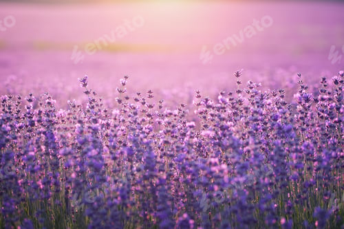 Preview: Bush of lavender frower at sunset.