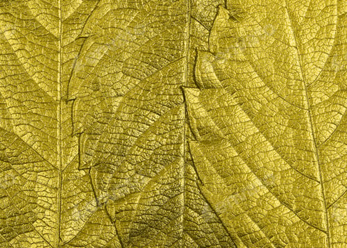 Preview: Autumn Leaves Lie On Bright Paper Background Image