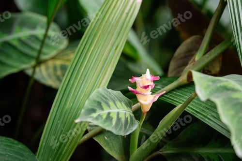 Preview: a small white and red flower sits among some green leaves