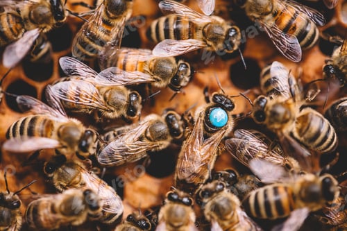 Preview: Honey bees and queen bee on honeycomb in hive