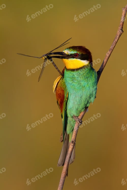 Preview: European bee-eater holding dragonfly in beak in sunlight