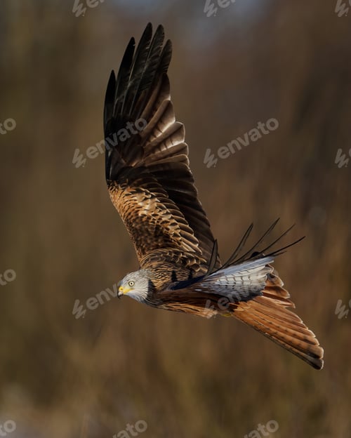 Preview: Red kite (Milvus milvus)