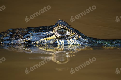 Preview: Close up of yacare caiman (Caiman crocodylus yacare) in Cuiaba river, Pantanal, Mato Grosso, Brazil