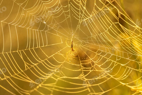Preview: Pristine spider web, illuminated by the morning sun, and a spider hanging in the center