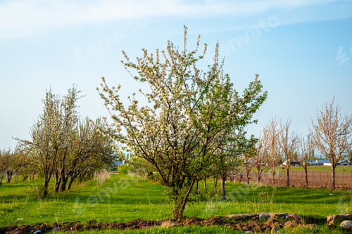 Preview: Blooming apple orchard