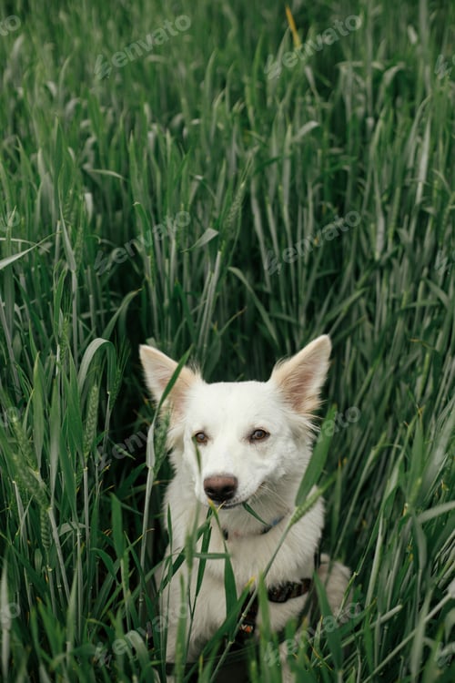 Preview: Cute white dog sitting in wheat field. Portrait of funny dog among green grass. Pet in countryside