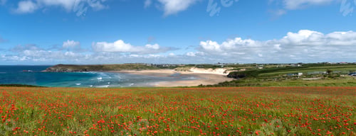 Preview: Landscape panorama of the poppy fields at West Pentire and Crantock Beach in Cornwall