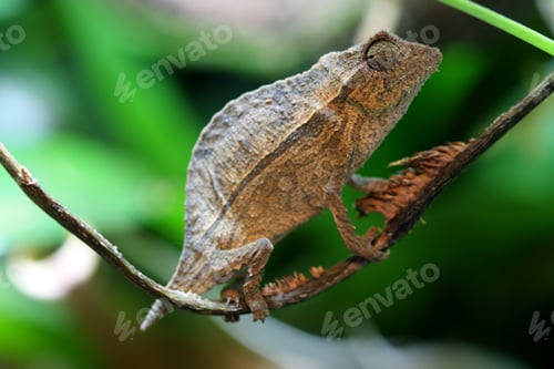 Preview: Pygmy Leaf Chameleon