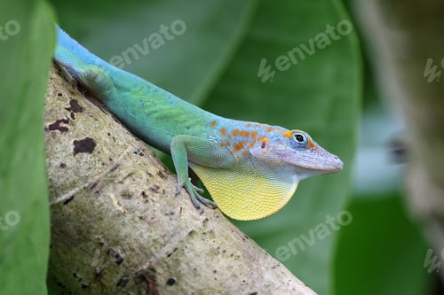 Preview: Anolis marmoratus close up on branch