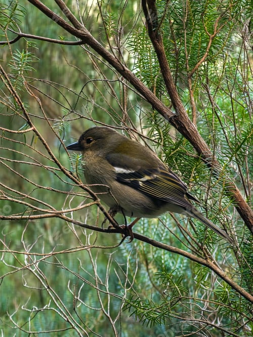 Preview: Small, brown finch (Fringilla coelebs) perched on a branch of a leafy tree