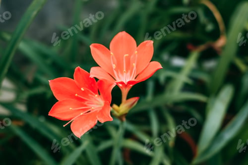 Preview: Beautiful red flowers with stamens of vallota in the garden. Close-up