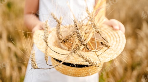 Preview: Happy girl in white dress with straw hat full of ears of wheat, rye, barley walking in yellow,