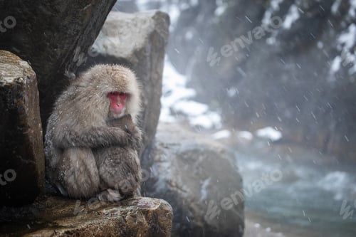 Preview: Contemplative Monkey Sitting on Rock in the Snow