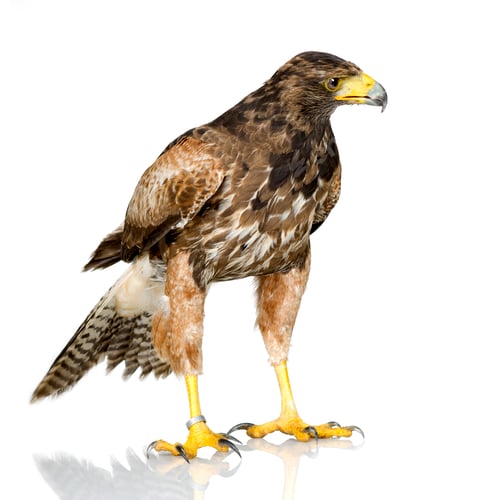 Preview: Harris's Hawk