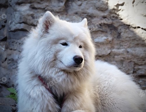 Preview: Beautiful white dog Samoyed against the stone wall of the ancient city